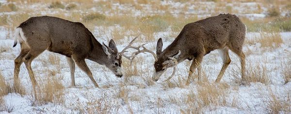Young mule deer bucks play fighting-Rawlins-Wyoming-USA